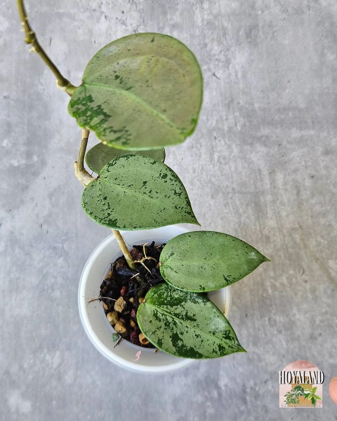 Rare Hoya verticillata Heart Silver | Silver Leaf Collector's Gem